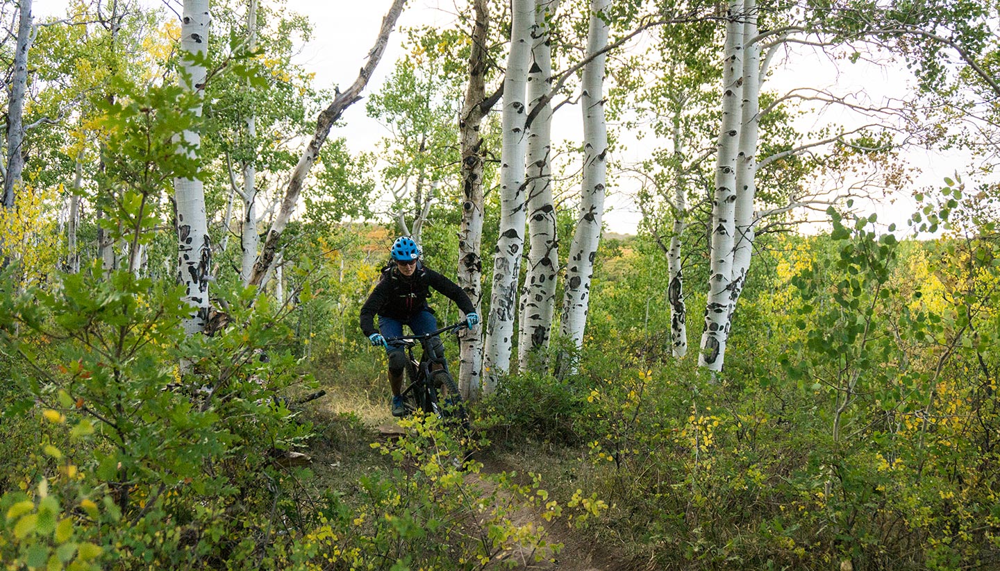 Aspen Wälder Aspen Wälder